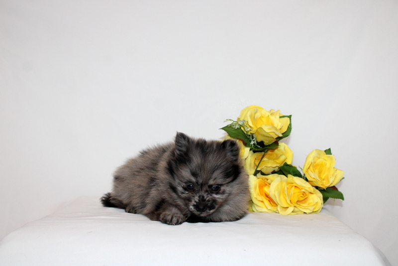 puppy, for, sale, Pomernain, Matthew B. Stoltzfus, dog, breeder, Gap, PA, dog-breeder, puppy-for-sale, forsale, nearby, find, puppyfind, locator, puppylocator, aca
